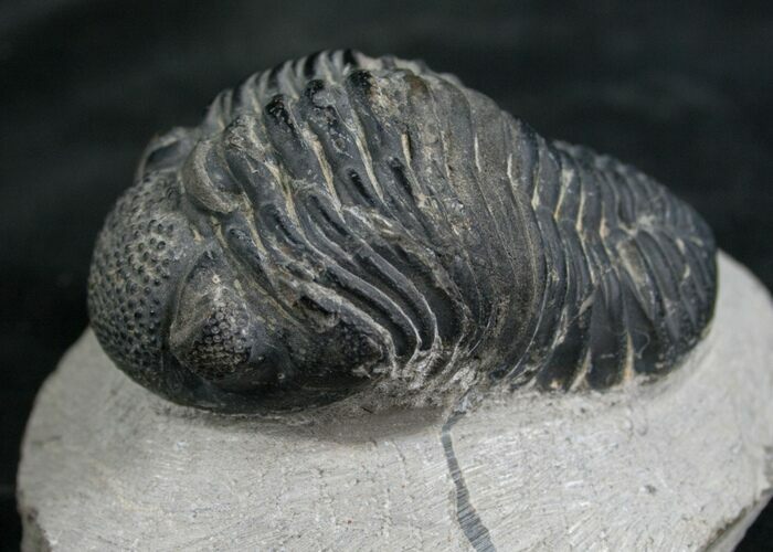 Bargain Phacops Trilobite From Morocco - #7950